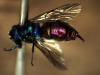 Chrysis corusca